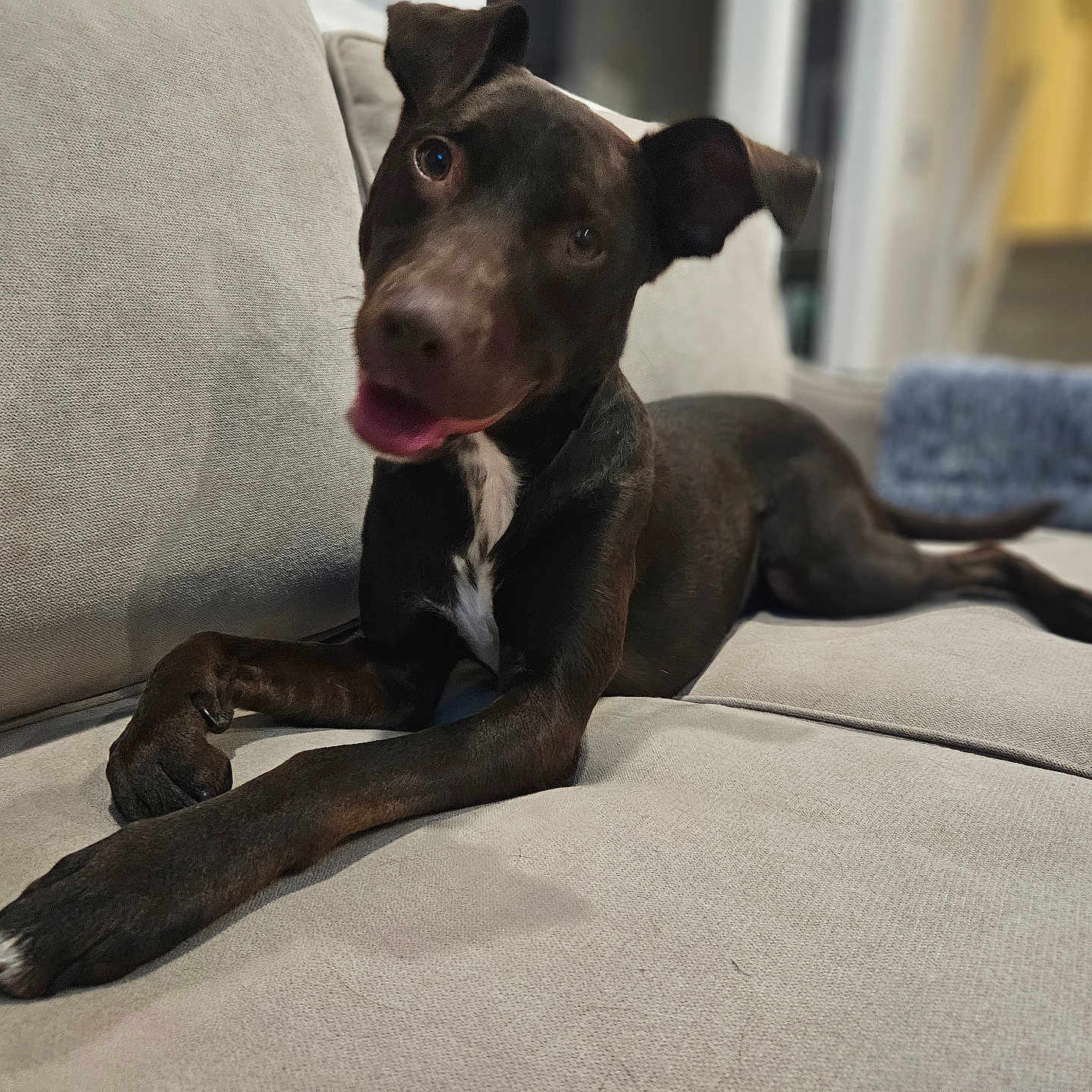 Bailey joined the competition — help win amazing prizes! animal, black_dog, blurred_background, canine, companion, couch, curious, dog, domestic_animal, friendly, furniture, head_tilt, household_pet, indoor, laying_down, living_room, pet, relaxing, soft_furniture, white_patch