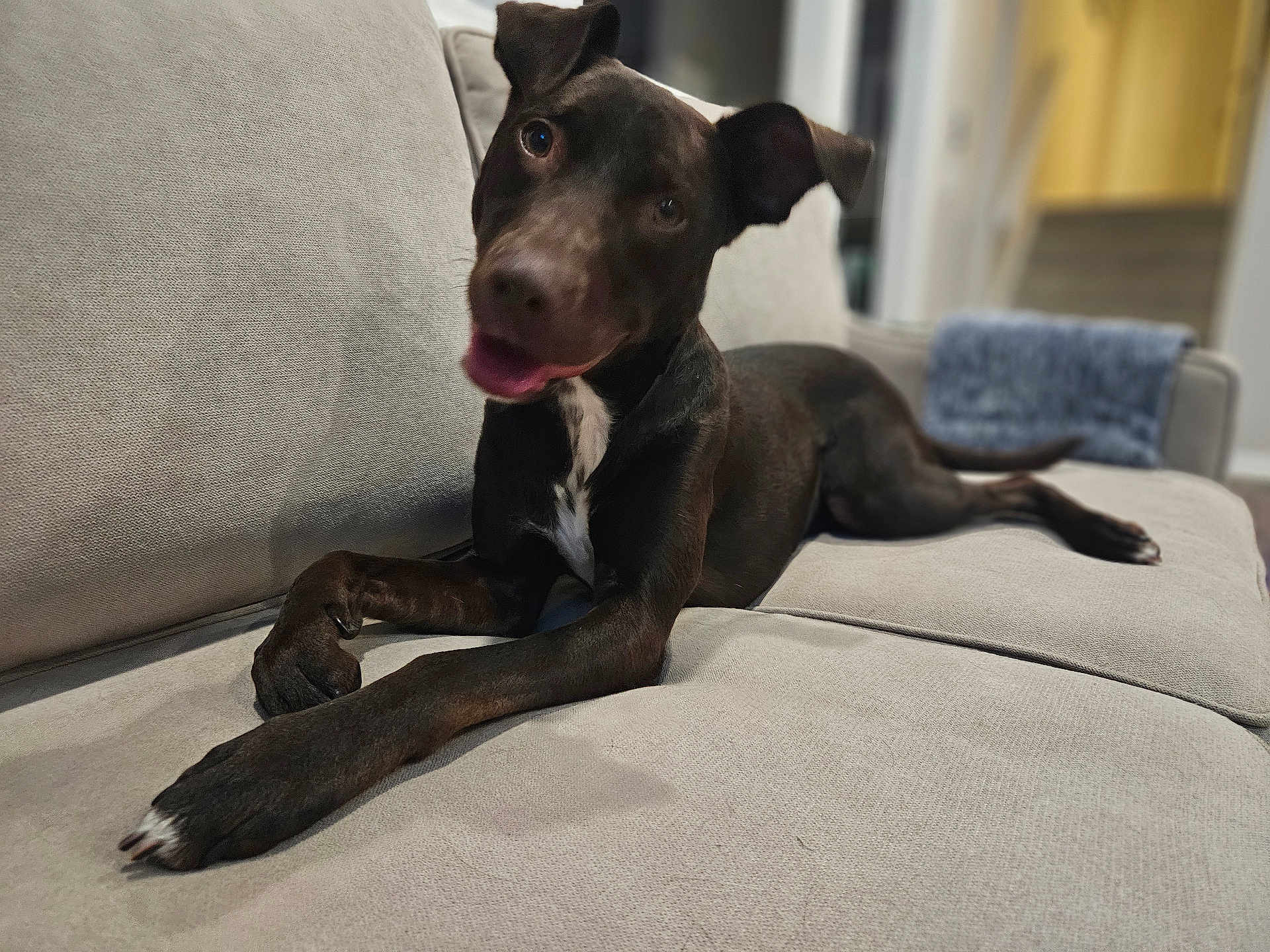 Bailey joined the competition — help win amazing prizes! dog, black_dog, pet, indoor, couch, furniture, relaxing, laying_down, head_tilt, curious, friendly, white_patch, canine, domestic_animal, living_room, soft_furniture, blurred_background, animal, companion, household_pet