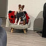 puppy, dog, sweater, chair, plush, indoor, floor, wall, pillow, red, black, white, brown, pet, cute, small_furniture, attentive, wooden_floor, decor, cozy