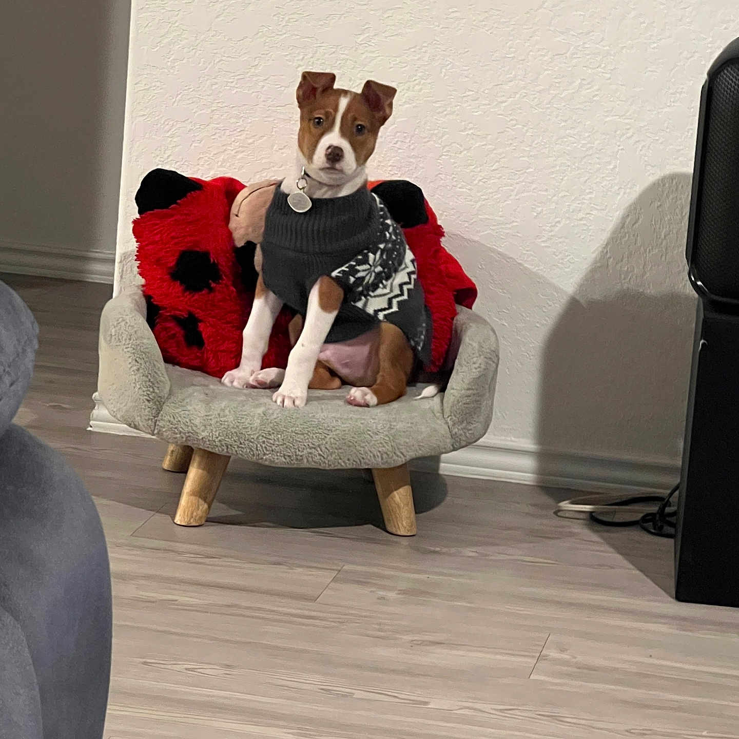 Oliver Alonzo is registered to the contest to win money with this photo: attentive, black, brown, chair, cozy, cute, decor, dog, floor, indoor, pet, pillow, plush, puppy, red, small_furniture, sweater, wall, white, wooden_floor
