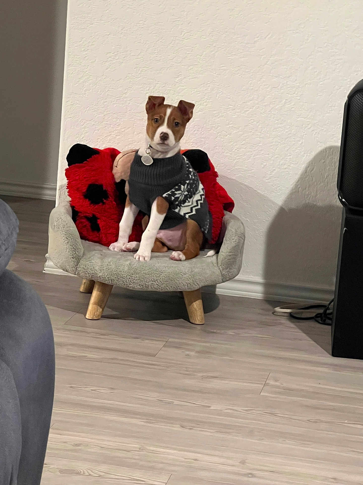 Oliver Alonzo is registered to the contest to win money with this photo: puppy, dog, sweater, chair, plush, indoor, floor, wall, pillow, red, black, white, brown, pet, cute, small_furniture, attentive, wooden_floor, decor, cozy