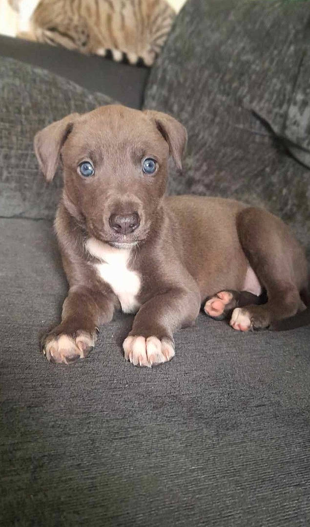 Spirit is registered to the contest to win money with this photo: canidae, carnivore, companion_dog, dog, dog_breed, fawn, fur, liver, snout, sporting_group, terrestrial_animal, whiskers, wood, working_animal