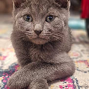 Klaus joined the competition — help win amazing prizes! cat, gray_cat, animal, pet, fur, ears, whiskers, paws, crossed_paws, lying_down, indoor, carpet, patterned_rug, closeup, portrait, cute, domestic_cat, feline, soft_focus, relaxed
