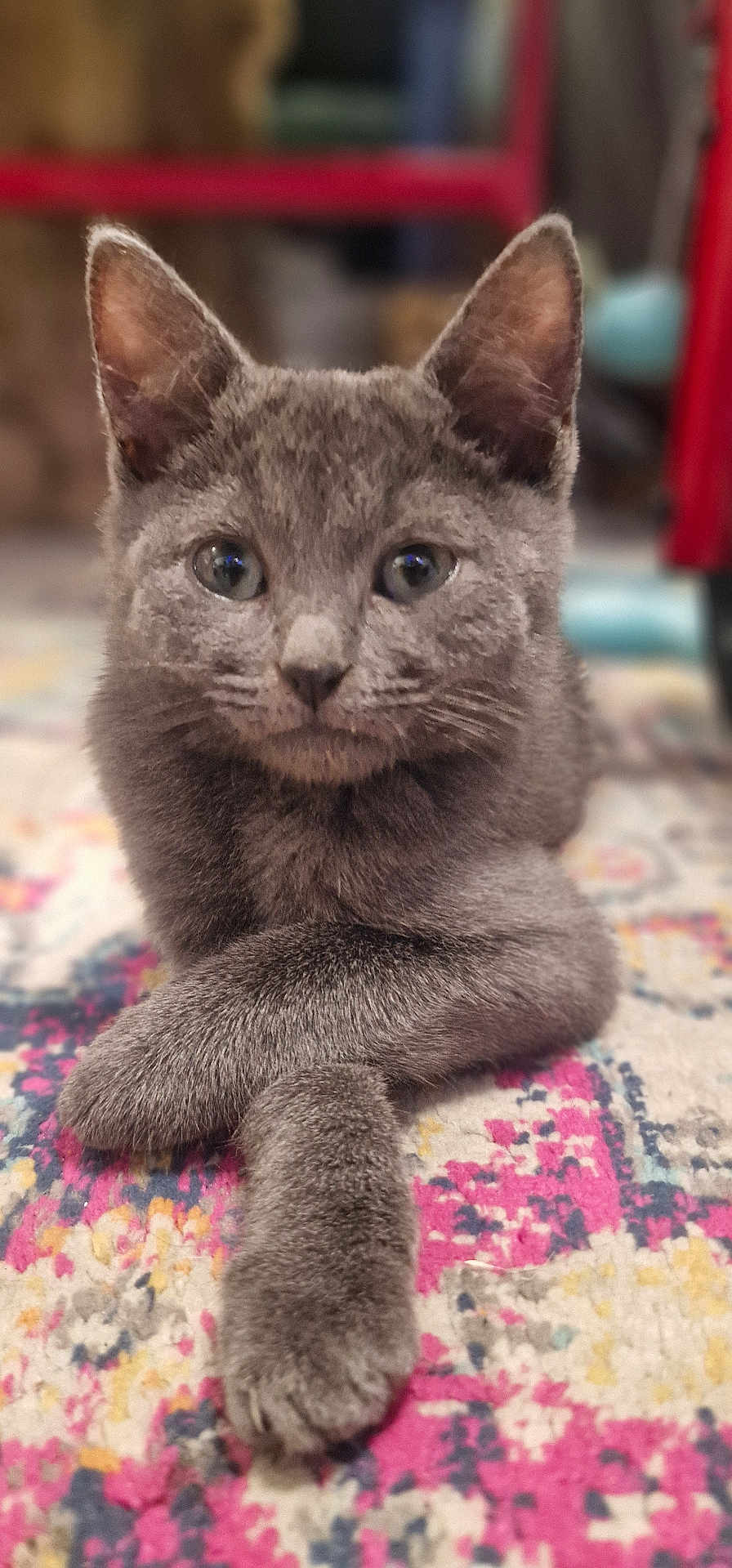 Klaus joined the competition — help win amazing prizes! cat, gray_cat, animal, pet, fur, ears, whiskers, paws, crossed_paws, lying_down, indoor, carpet, patterned_rug, closeup, portrait, cute, domestic_cat, feline, soft_focus, relaxed