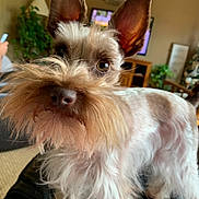 Ollie is registered to the contest to win money with this photo: dog, pet, animal, indoor, closeup, ears, fur, living_room, curious, scruffy, beard, canine, nose, whiskers, houseplant, furniture, television, couch, background, domestic