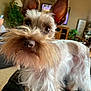 dog, pet, animal, indoor, closeup, ears, fur, living_room, curious, scruffy, beard, canine, nose, whiskers, houseplant, furniture, television, couch, background, domestic