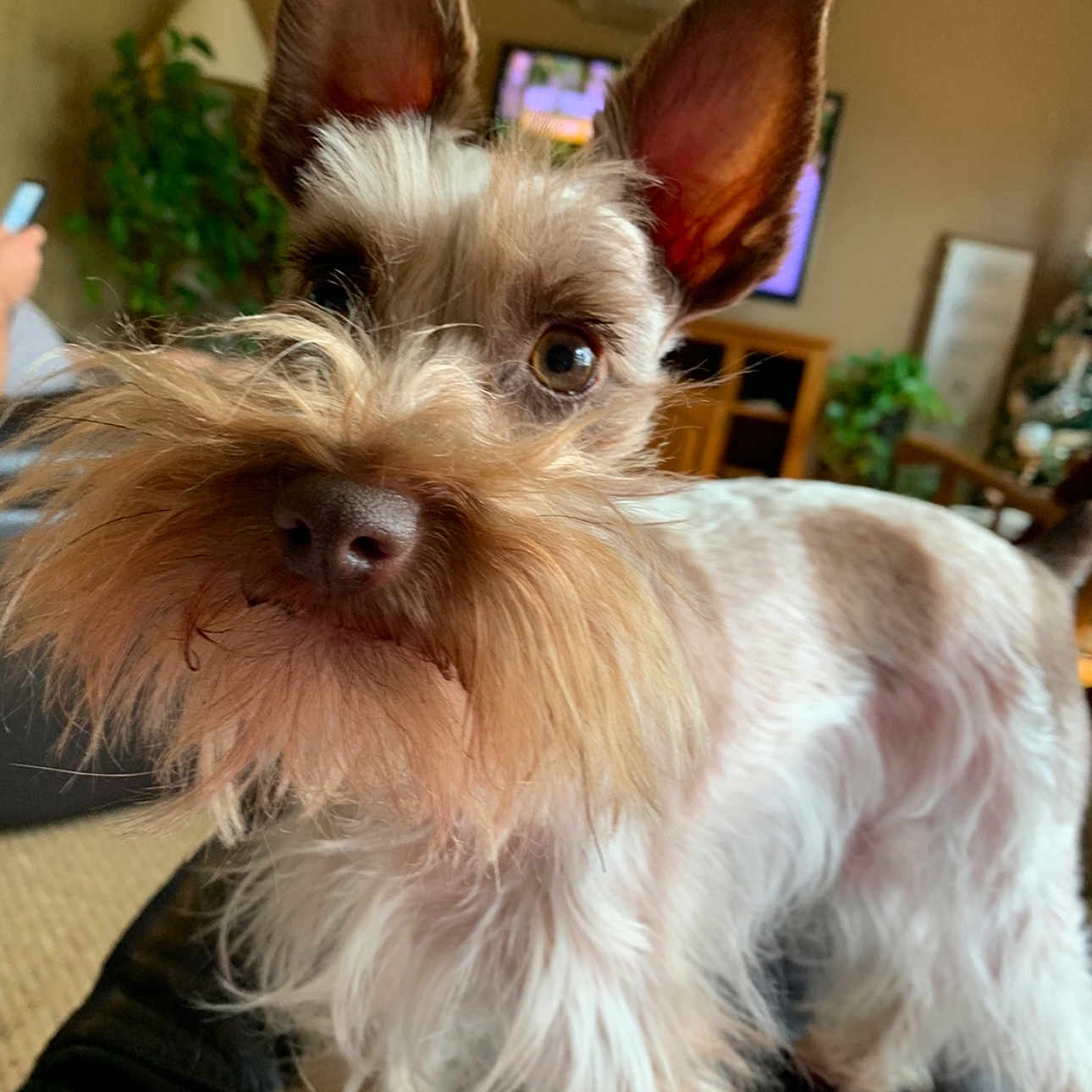 Ollie is registered to the contest to win money with this photo: animal, background, beard, canine, closeup, couch, curious, dog, domestic, ears, fur, furniture, houseplant, indoor, living_room, nose, pet, scruffy, television, whiskers