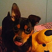 Munchkin joined the competition — help win amazing prizes! dog, small_dog, pet, bed, blanket, plush_toy, stuffed_animal, indoor, animal, cute, tongue_out, ears, black_and_brown, toy, fabric, pattern, sleeping_area, cozy, companion, playful