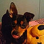 dog, small_dog, pet, bed, blanket, plush_toy, stuffed_animal, indoor, animal, cute, tongue_out, ears, black_and_brown, toy, fabric, pattern, sleeping_area, cozy, companion, playful