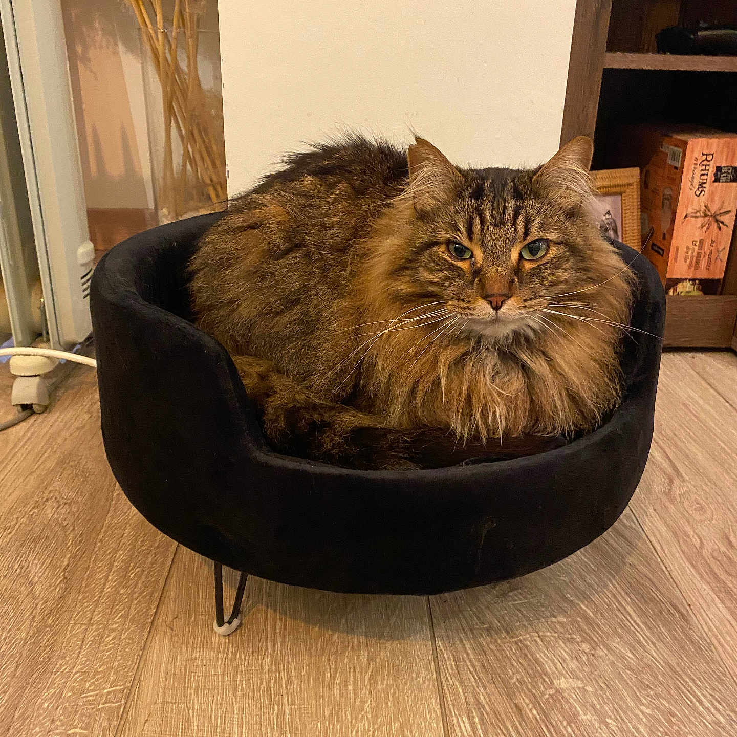 Famillia participe au concours pour gagner de l'argent avec cette photo : animal, box, canine, cat, dog, dogbed, pet