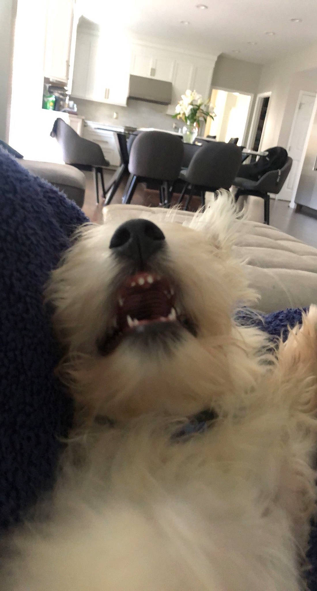 Doug is registered to the contest to win money with this photo: canidae, carnivore, chair, companion_dog, dog, dog_breed, fang, flooring, fur, happy, houseplant, lamp, light, non_sporting_group, picture_frame, plant, snout, sporting_group, whiskers, working_animal