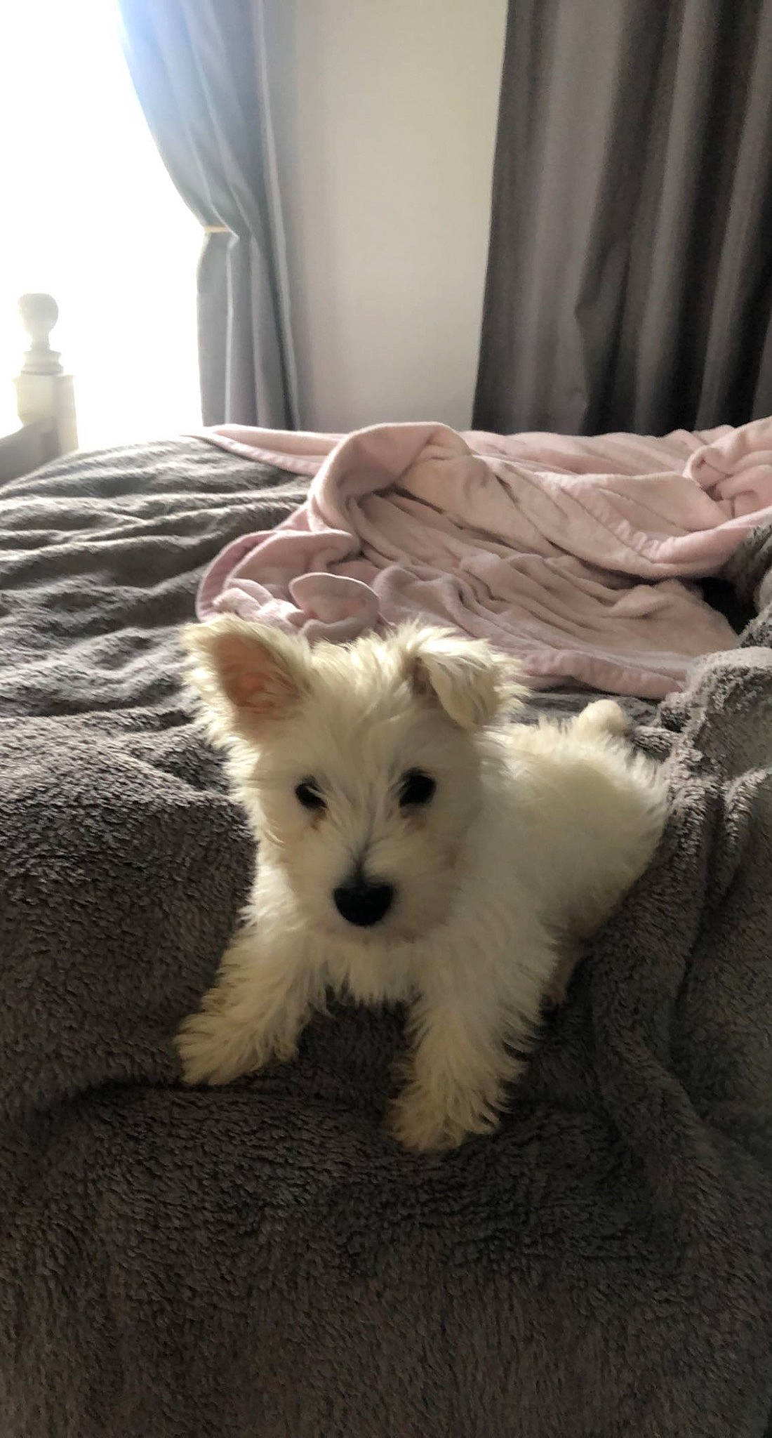 Doug is registered to the contest to win money with this photo: canidae, carnivore, comfort, companion_dog, curtain, dog, dog_breed, fawn, felidae, fur, linens, small_terrier, small_to_medium_sized_cats, snout, sporting_group, tail, terrestrial_animal, whiskers, wood, working_animal