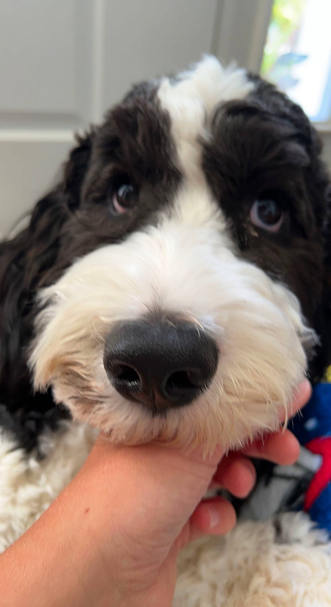 Anakin is registered to the contest to win money with this photo: canidae, carnivore, companion_dog, dog, dog_breed, dog_collar, fur, labradoodle, maltepoo, non_sporting_group, small_terrier, snout, sporting_group, terrier, toy_dog, water_dog, working_animal