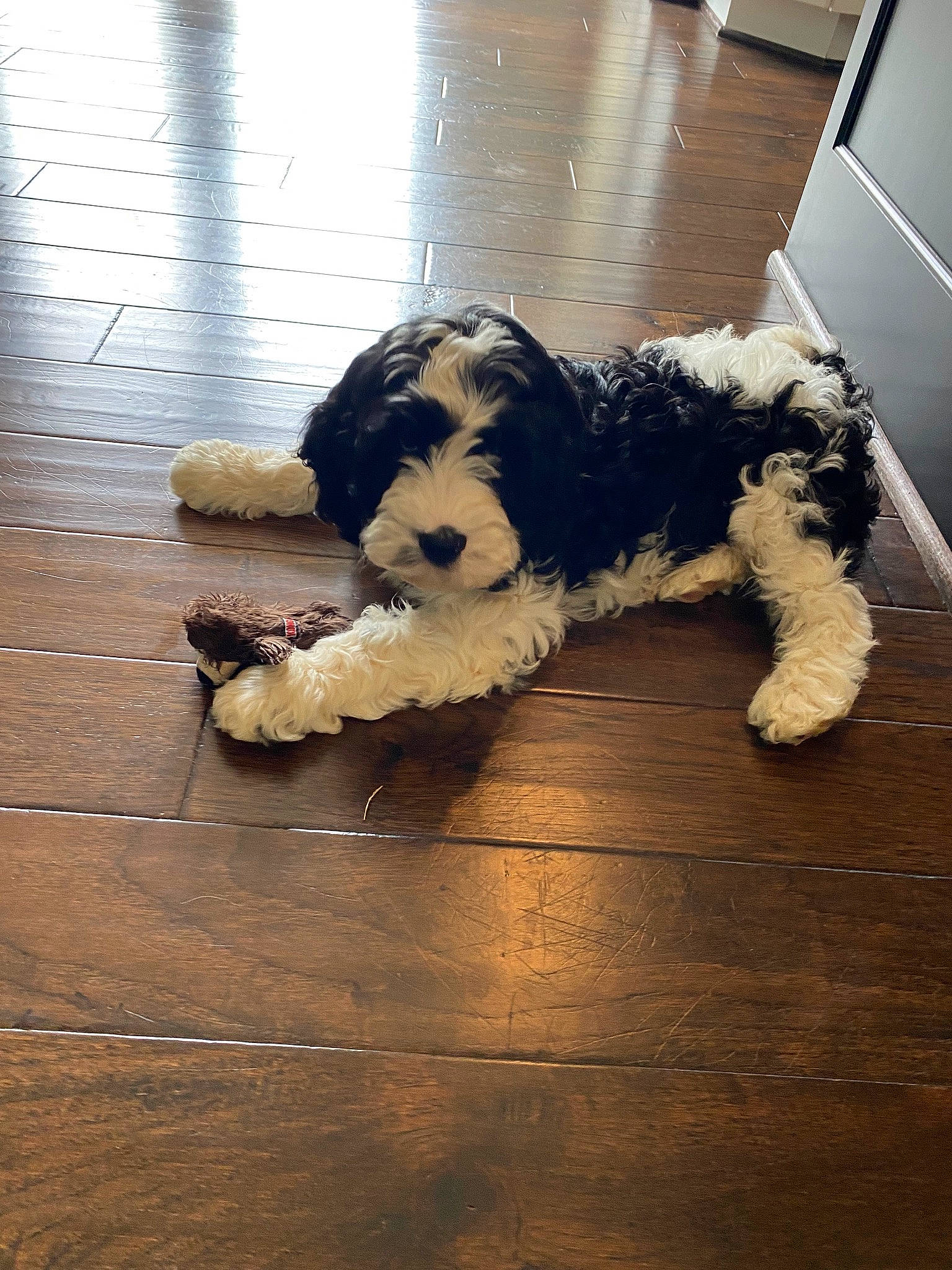 Anakin is registered to the contest to win money with this photo: canidae, carnivore, companion_dog, dog, dog_breed, flooring, fur, hardwood, laminate_flooring, pattern, small_terrier, sporting_group, tail, terrier, toy_dog, water_dog, wood, wood_flooring, working_animal, yorkipoo