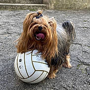 Scotty participe au concours pour gagner de l'argent avec cette photo : dog, yorkshire_terrier, volleyball, outdoor, pavement, playful, tongue_out, long_hair, small_dog, pet, animal, fur, sport, ball, steps, wall, happy, cute, standing, daylight