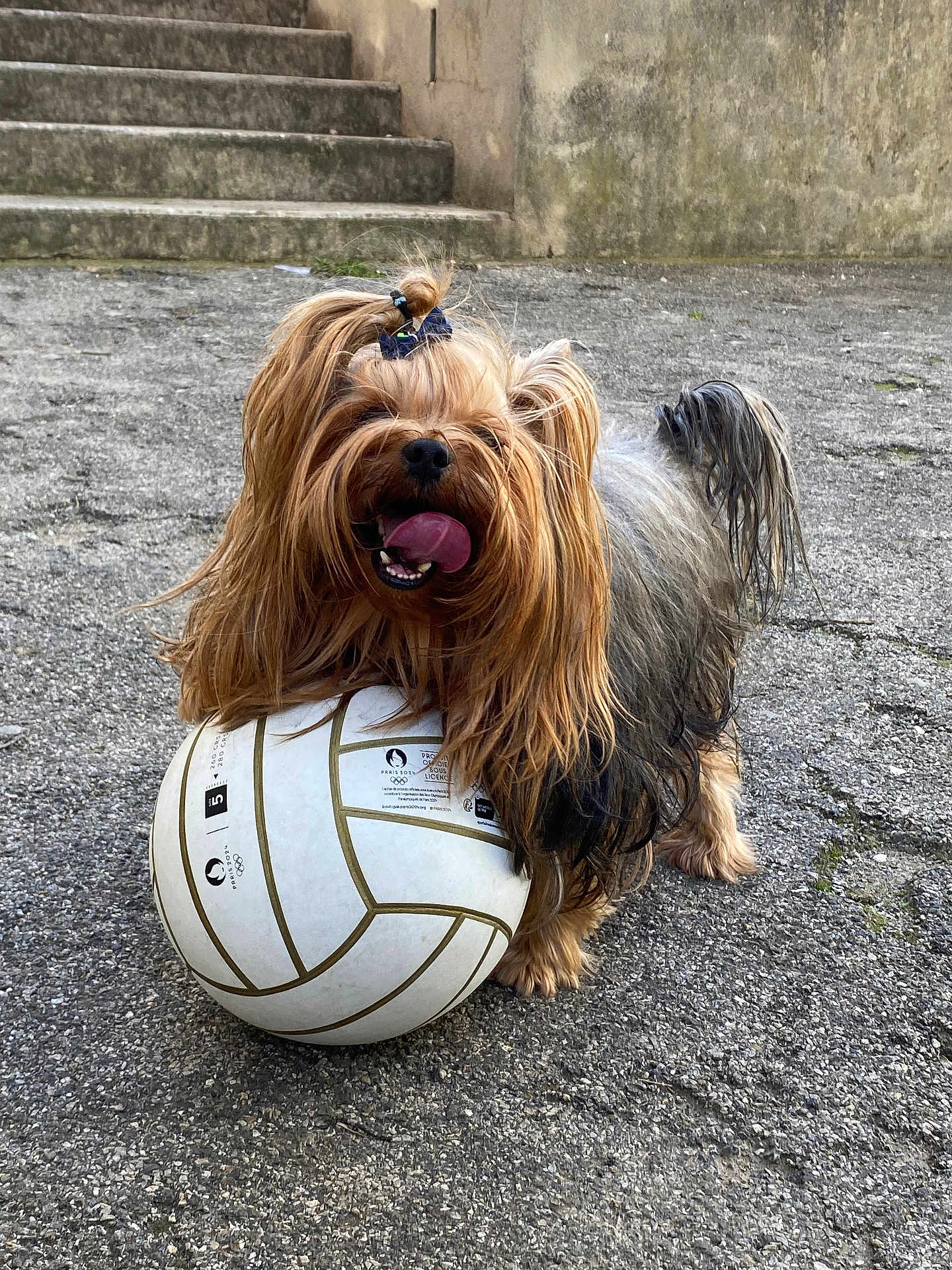 Scotty participe au concours pour gagner de l'argent avec cette photo : dog, yorkshire_terrier, volleyball, outdoor, pavement, playful, tongue_out, long_hair, small_dog, pet, animal, fur, sport, ball, steps, wall, happy, cute, standing, daylight