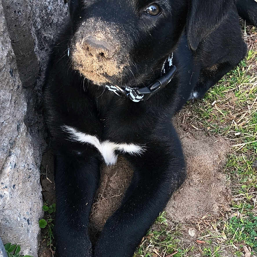 Lb joined the competition — help win amazing prizes! puppy, dog, black_dog, mud, dirt, grass, rock, outdoor, pet, collar, cute, animal, lying_down, young_dog, nature, playful, curious, nose, paws, closeup