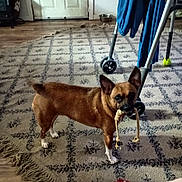 Shasta is registered to the contest to win money with this photo: dog, indoor, carpet, toy, rope_toy, walker, footwear, slippers, floor, door, curious, brown_dog, white_paws, pet, home, patterned_rug, walking_aid, furniture, wood_floor, animal