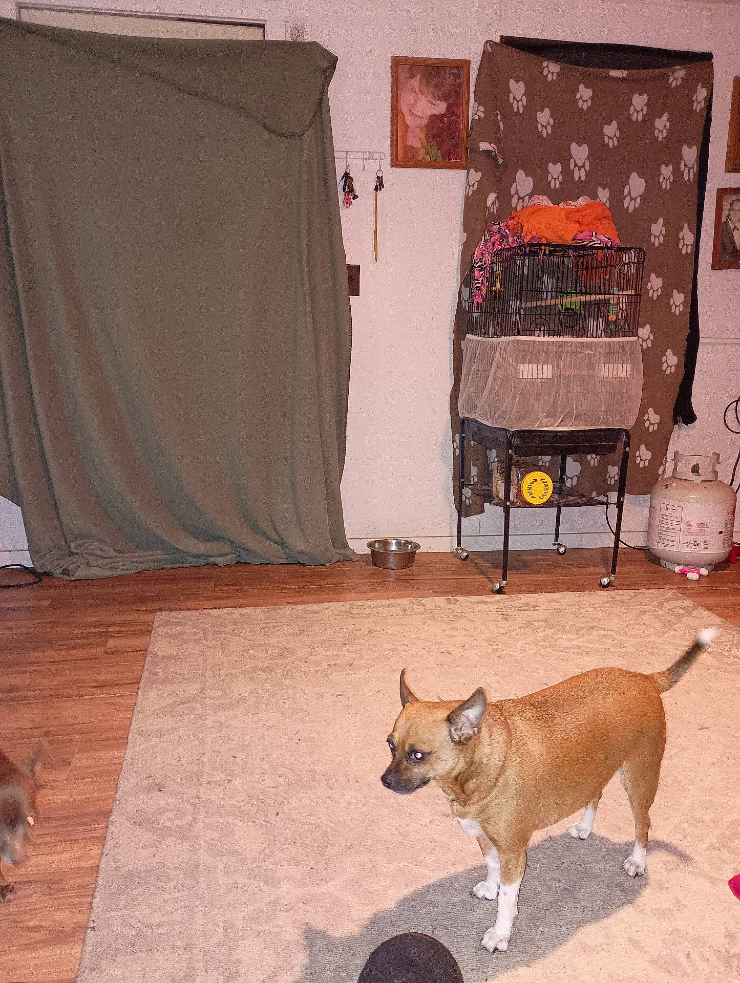 Shasta is registered to the contest to win money with this photo: birdcage, blanket, brown_dog, clothing, curtain, dog, floor, framed_photo, furniture, home, indoor, pet, pet_bowl, propane_tank, rug, small_dog, table, wall, white_paws, wood_floor