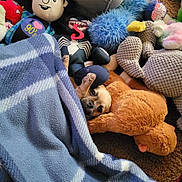 Remy joined the competition — help win amazing prizes! dog, blanket, plush_toy, stuffed_animal, blue, orange, brown, carpet, cozy, cute, small_dog, indoor, toy_collection, peeking, face, paw, soft, playful, resting, furry