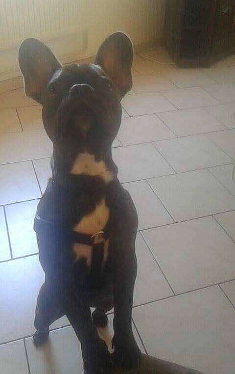 Myron participe au concours pour gagner de l'argent avec cette photo : art, canidae, carnivore, companion_dog, dog, dog_breed, fawn, flooring, fur, guard_dog, liver, non_sporting_group, paw, snout, sporting_group, tail, terrestrial_animal, whiskers, working_animal, working_dog