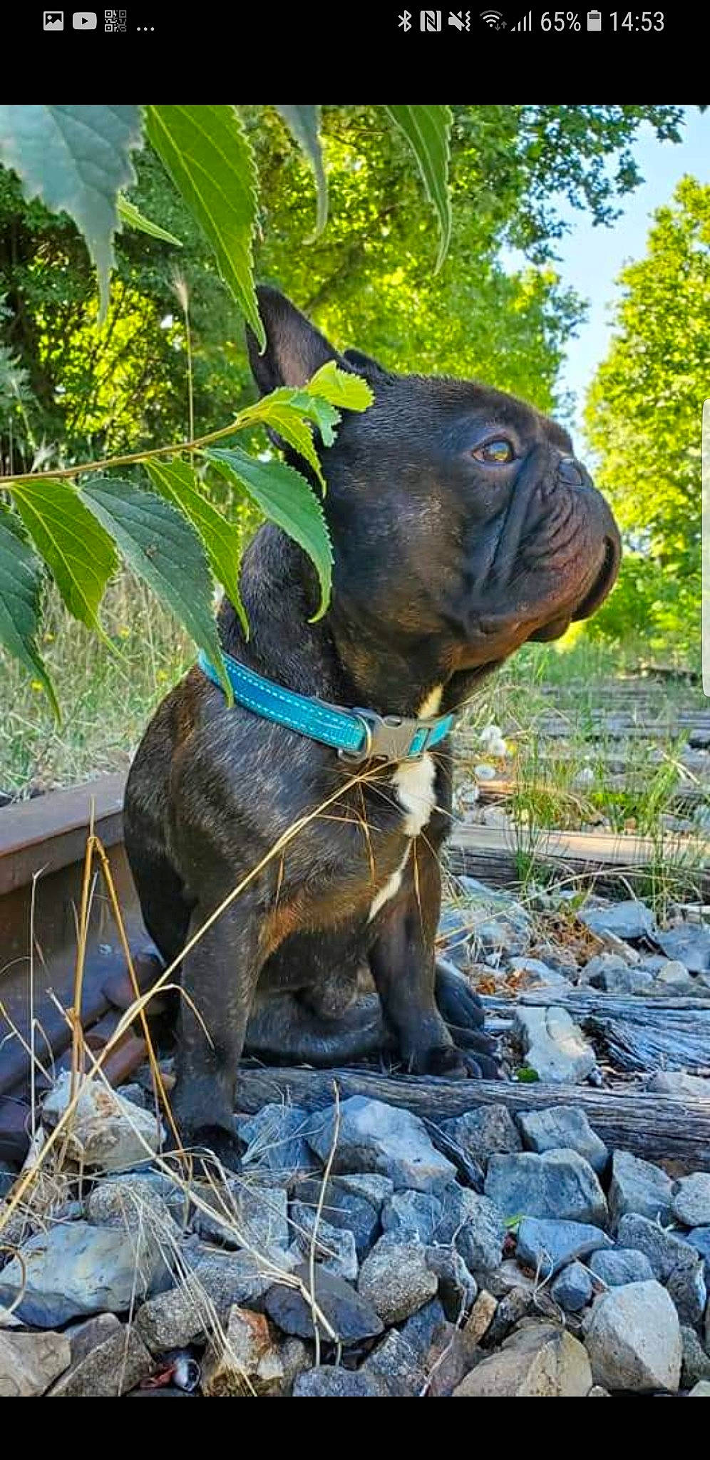 Myron a rejoint le concours — aidez-le/la à gagner de superbes lots ! canidae, carnivore, collar, companion_dog, dog, dog_breed, dog_collar, dog_supply, fawn, grass, leash, liver, pet_supply, plant, sculpture, snout, sporting_group, terrestrial_animal, tree, working_animal