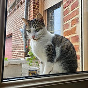 Minette a rejoint le concours — aidez-le/la à gagner de superbes lots ! cat, animal, pet, feline, sitting, window, indoors, outdoors, brick_wall, house, white_fur, tabby, black_fur, green_eyes, whiskers, ears, portrait, daylight, planter, reflection