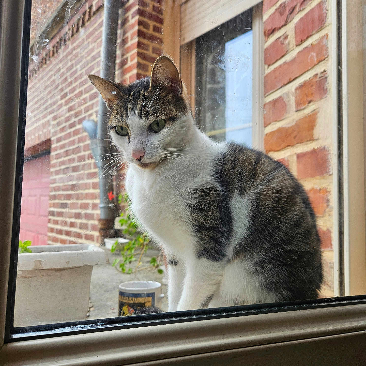 Minette a rejoint le concours — aidez-le/la à gagner de superbes lots ! cat, animal, pet, feline, sitting, window, indoors, outdoors, brick_wall, house, white_fur, tabby, black_fur, green_eyes, whiskers, ears, portrait, daylight, planter, reflection