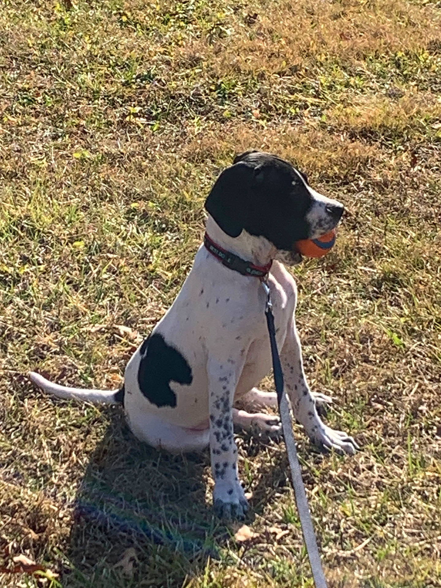 accessories, animal, bulldog, canine, dalmatian, dog, greatdane, hound, leash, pet, pointer, puppy, strap