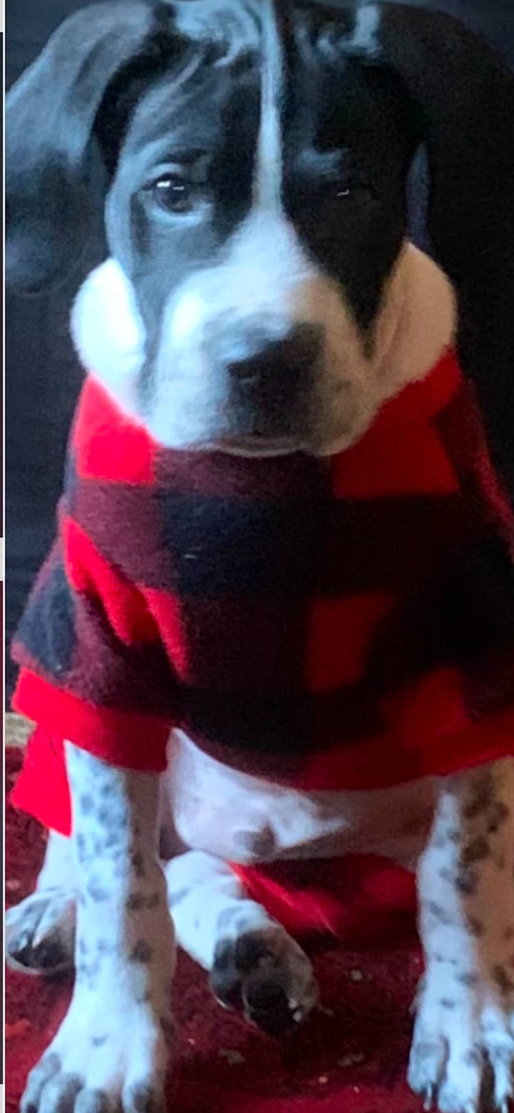 animal, blanket, bostonbull, bulldog, canine, clothing, dog, face, greatdane, head, hound, knitwear, labradorretriever, person, pet, pointer, puppy, scarf, snout, sweater