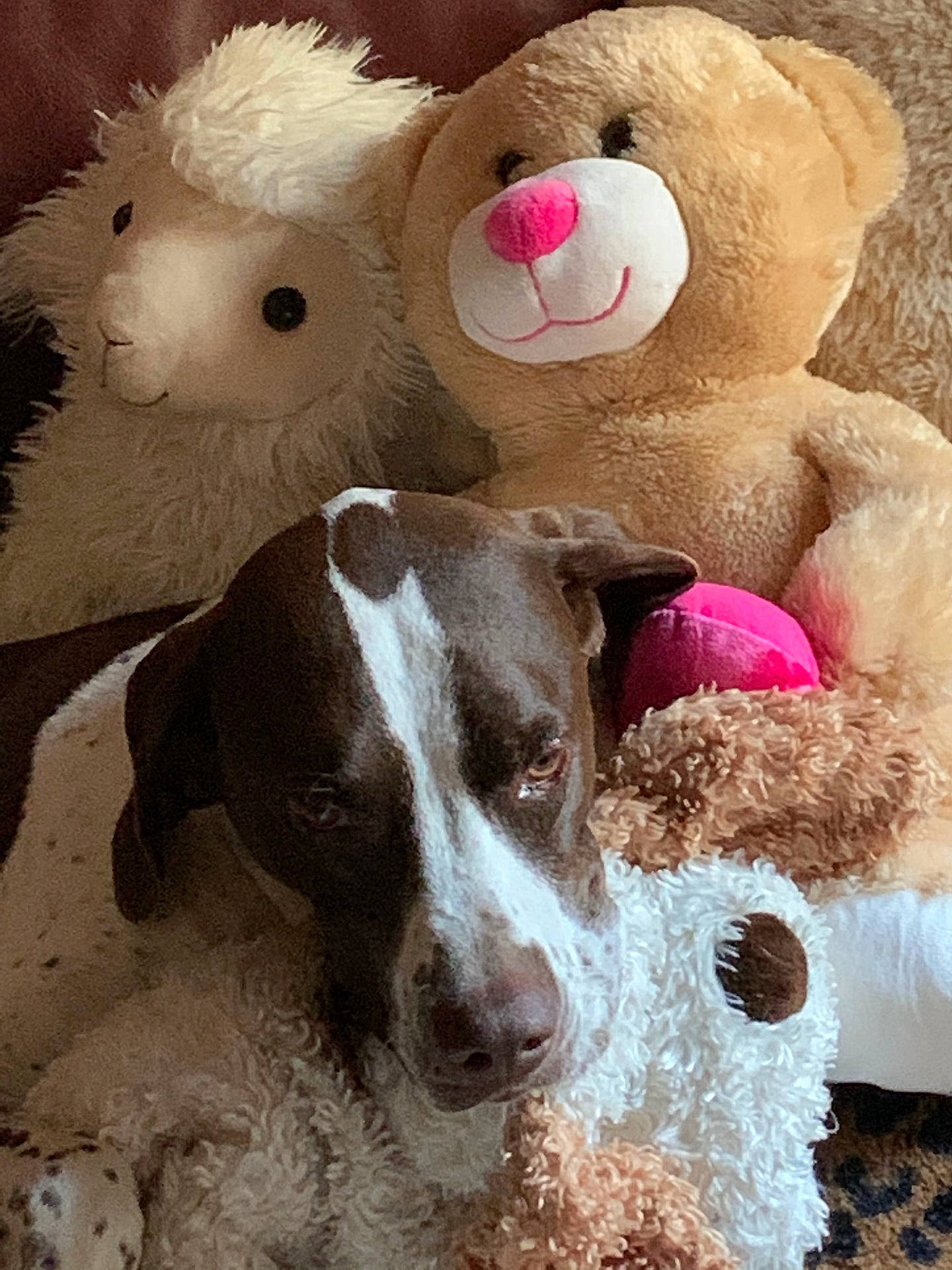 animal, ball, canine, couch, cushion, dog, football, furniture, homedecor, hound, pet, plush, pointer, puppy, snout, soccer, soccerball, sport, teddybear, toy