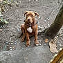 Asko a rejoint le concours — aidez-le/la à gagner de superbes lots ! dog, brown_dog, sitting, dirt, tree, leaves, bottle_caps, outdoor, pet, canine, fence, collar, ground, nature, young_dog, animal, quiet, watchful, daylight, park