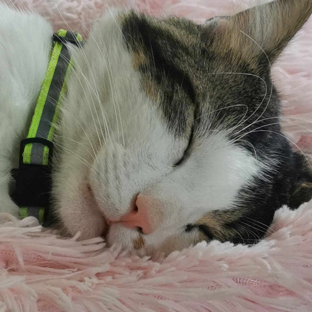 Mon Petit Cheri participe au concours pour gagner de l'argent avec cette photo : abyssinian, accessories, animal, cat, collar, couch, cushion, electronics, face, furniture, head, homedecor, kitten, manx, person, pet, photography, portrait, sleeping, strap