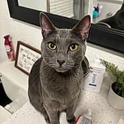 Mac joined the competition — help win amazing prizes! cat, gray_cat, yellow_eyes, pet, animal, indoor, bathroom, mirror, countertop, soap_dispenser, plant, curious, sitting, domestic, close_up, feline, whiskers, ears, portrait, household