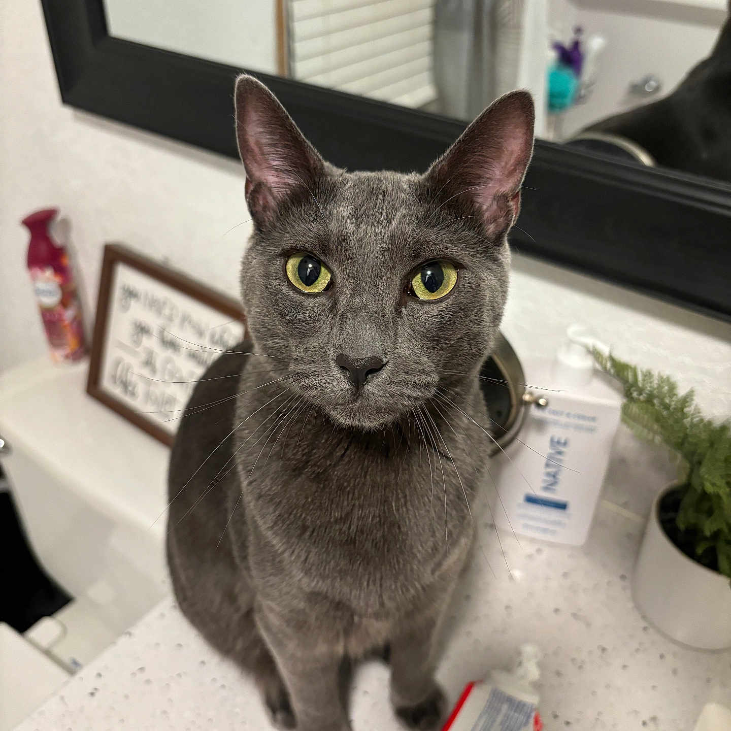 Mac joined the competition — help win amazing prizes! cat, gray_cat, yellow_eyes, pet, animal, indoor, bathroom, mirror, countertop, soap_dispenser, plant, curious, sitting, domestic, close_up, feline, whiskers, ears, portrait, household