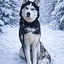 animal, beautiful, blue_eyes, canine, cold, dog, fluffy, forest, frozen, fur, husky, leash, nature, outdoor, pet, portrait, sitting, snow, trees, winter
