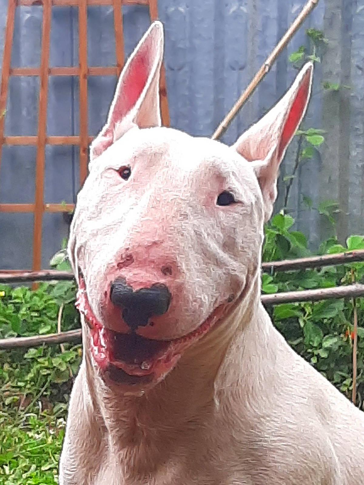 Omer participe au concours pour gagner de l'argent avec cette photo : ancient_dog_breeds, bull_and_terrier, bull_terrier, bull_terrier_miniature, canidae, carnivore, dog, dog_breed, english_white_terrier, fawn, gull_terr, mammal, non_sporting_group, old_english_terrier, rare_breed_dog, snout, terrier, vertebrate