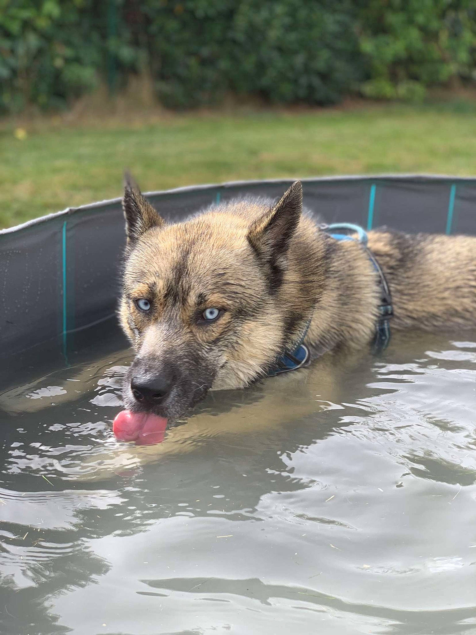 Togo participe au concours pour gagner de l'argent avec cette photo : ancient_dog_breeds, canidae, canis, carnivore, dog, dog_breed, fawn, herding_dog, lake, plant, sporting_group, terrestrial_animal, water, wolf, working_animal, working_dog