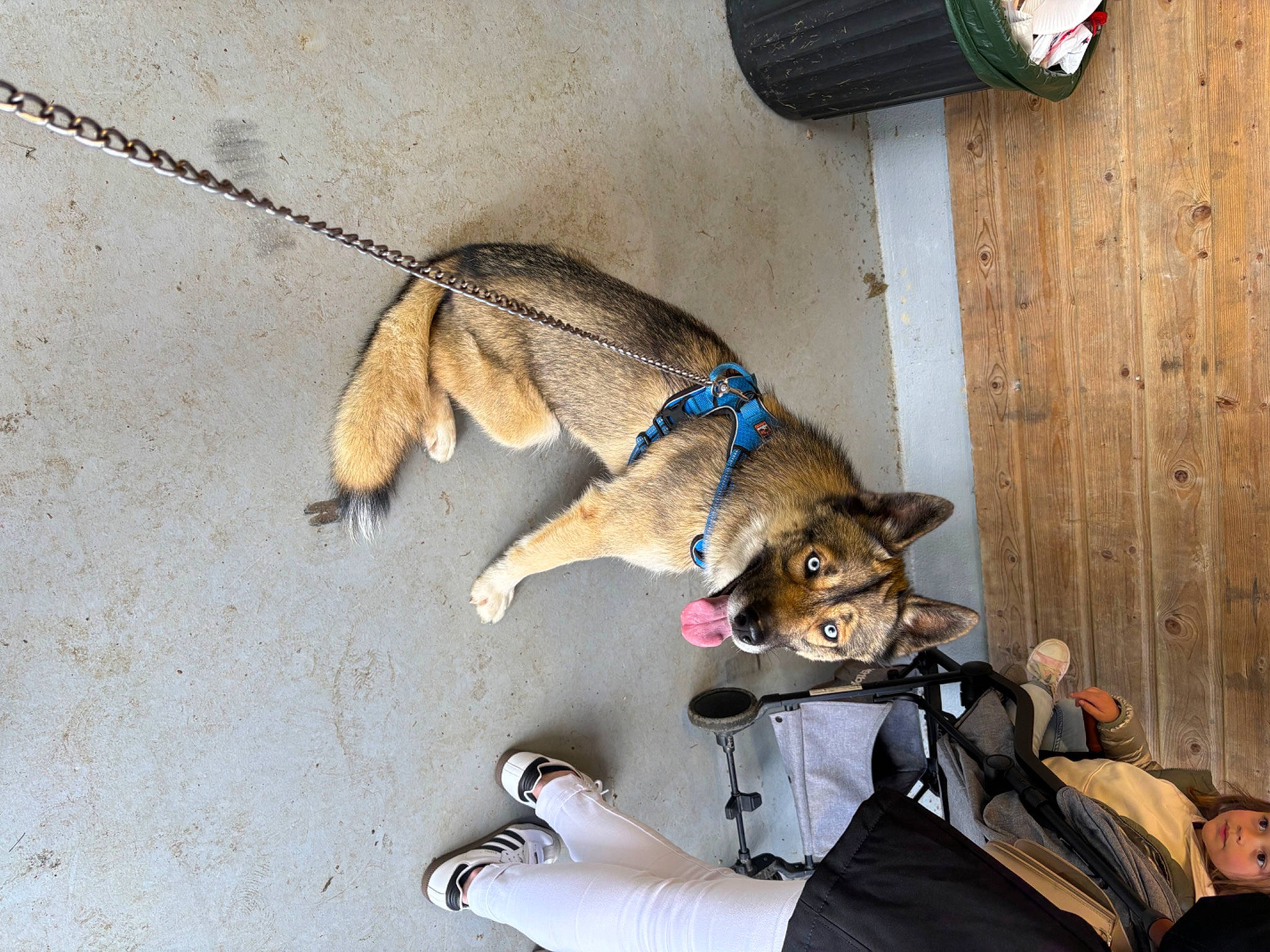 Togo participe au concours pour gagner de l'argent avec cette photo : ancient_dog_breeds, canidae, carnivore, collar, companion_dog, dog, dog_breed, dog_clothes, fashion_accessory, fawn, felidae, fur, leash, paw, pet_supply, small_to_medium_sized_cats, sporting_group, street_dog, tail, working_animal