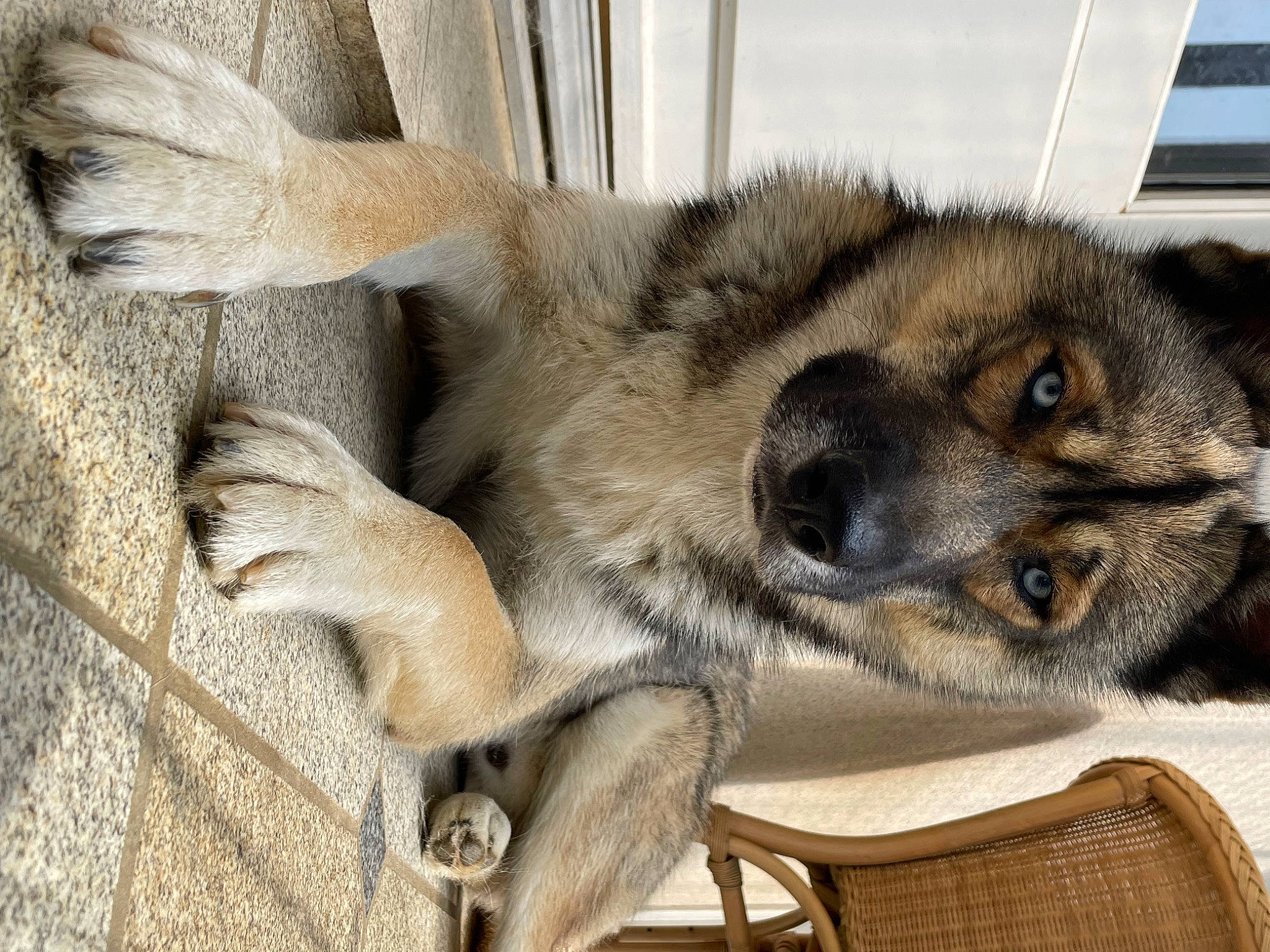 Togo participe au concours pour gagner de l'argent avec cette photo : ancient_dog_breeds, canis, carnivore, companion_dog, dog, dog_breed, fawn, fur, paw, snout, sporting_group, tail, terrestrial_animal, whiskers, wildlife, working_animal, working_dog