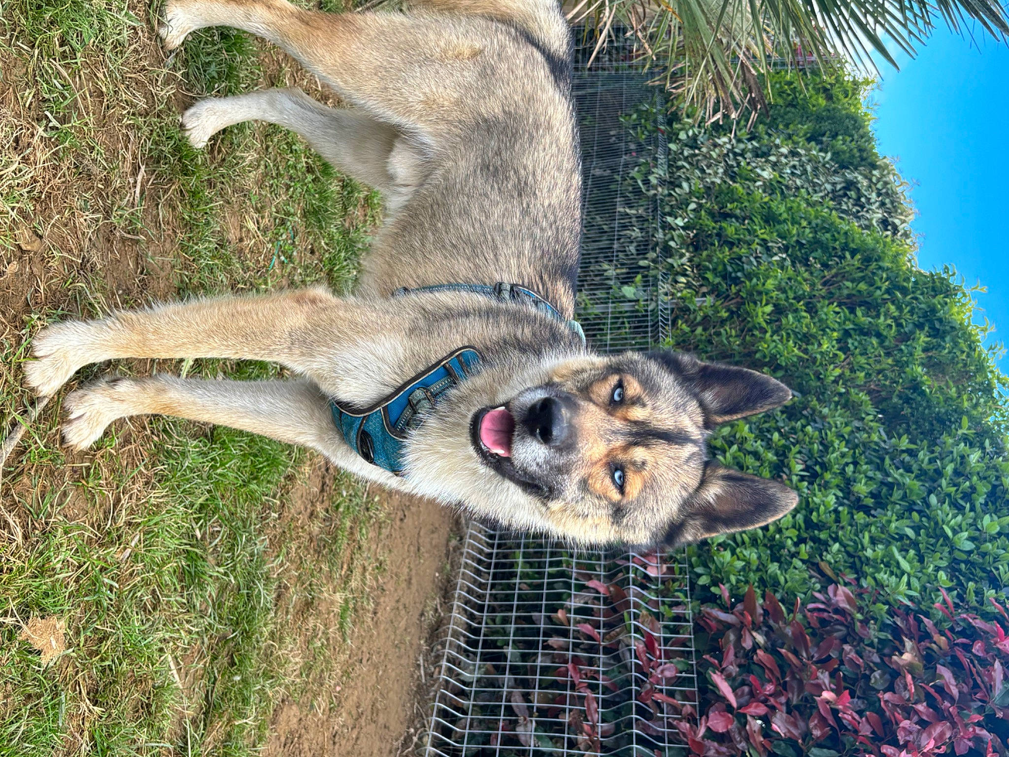 Togo participe au concours pour gagner de l'argent avec cette photo : canidae, canis, carnivore, dog_breed, fur, grass, kangaroo, marsupial, palm_tree, plant, sky, snout, sporting_group, tail, terrestrial_animal, tree, trunk, wildlife, wolf, working_animal