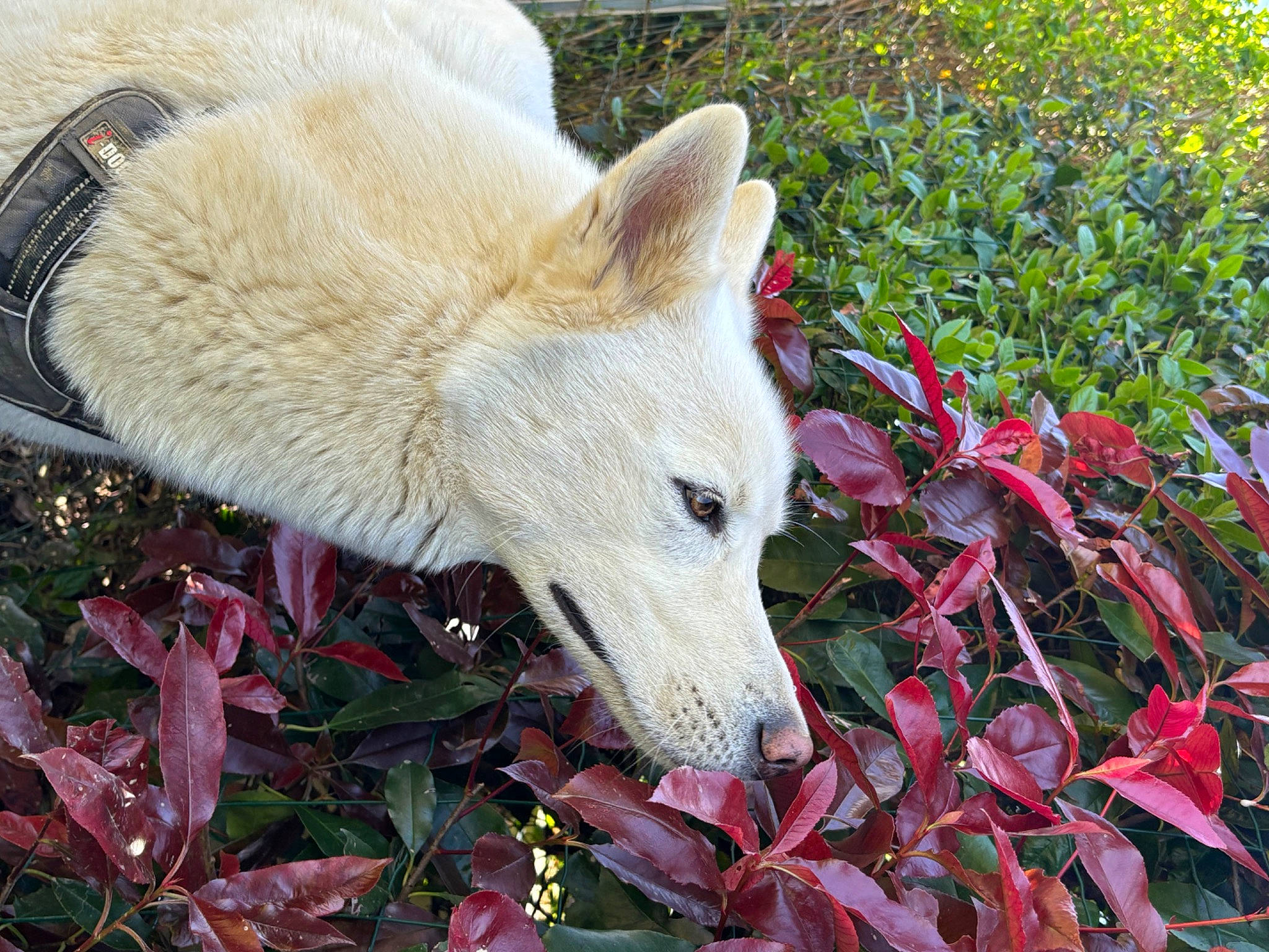 Snow participe au concours pour gagner de l'argent avec cette photo : annual_plant, canidae, canis, carnivore, companion_dog, coquelicot, dog, dog_breed, fur, grass, grassland, groundcover, non_sporting_group, pasture, plant, sporting_group, terrestrial_animal, wolf, working_animal, working_dog