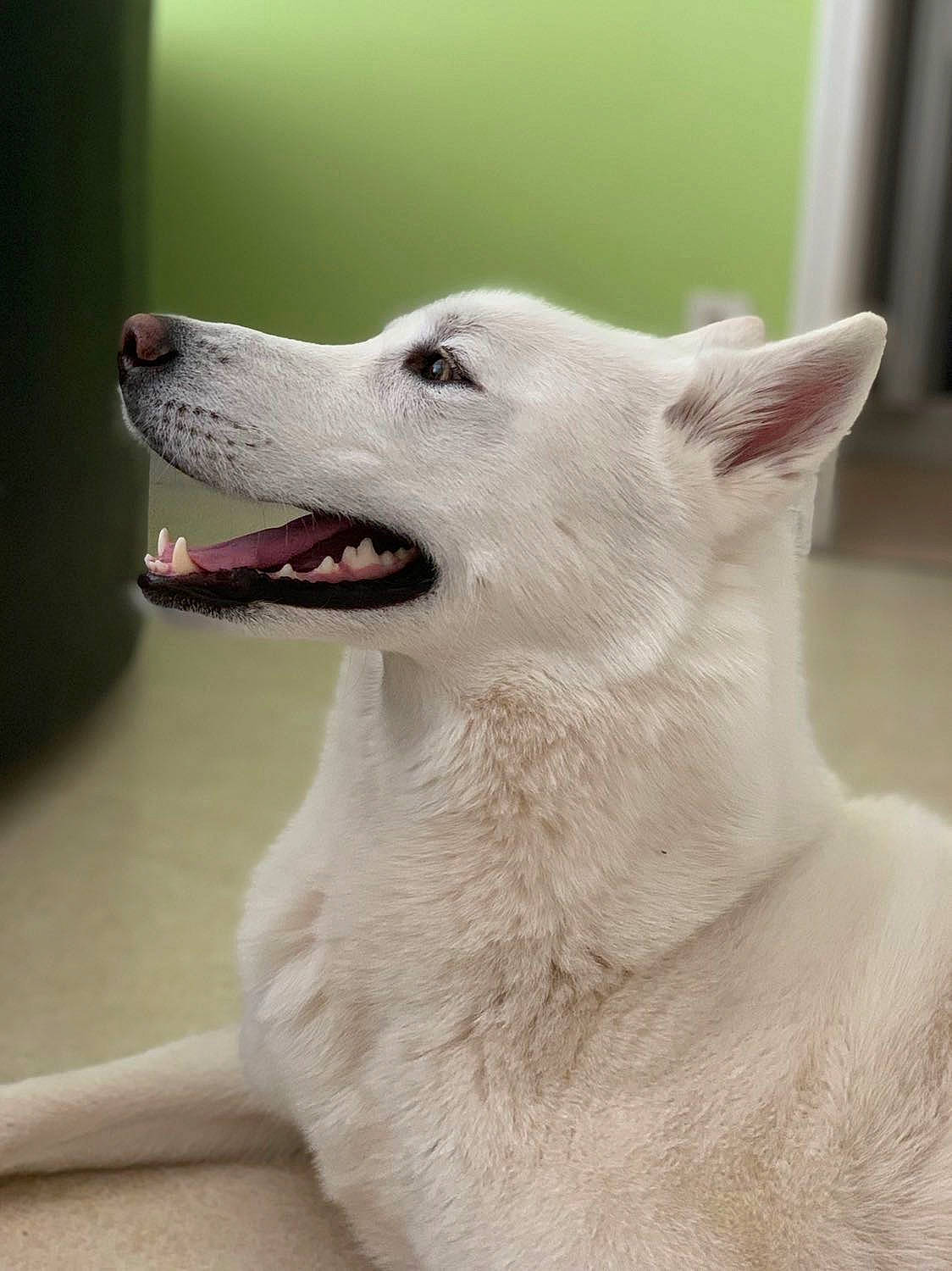 Snow a rejoint le concours — aidez-le/la à gagner de superbes lots ! canidae, carnivore, companion_dog, dog, dog_breed, eye, fang, foot, fur, head, jaw, liquid, non_sporting_group, snout, terrestrial_animal, whiskers, working_animal