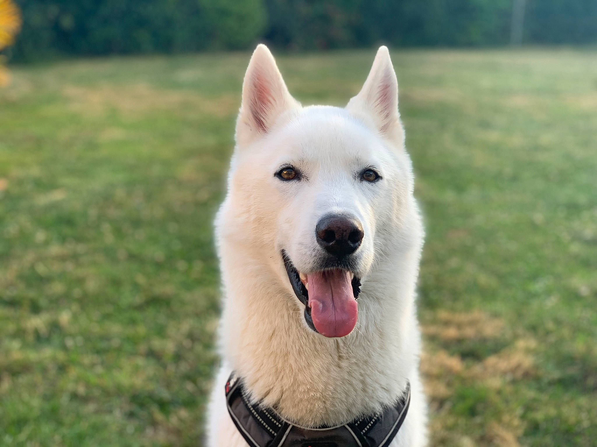 Snow a rejoint le concours — aidez-le/la à gagner de superbes lots ! ancient_dog_breeds, canidae, carnivore, collar, companion_dog, dog, dog_breed, dog_collar, dog_supply, fang, grass, happy, herding_dog, jaw, non_sporting_group, snout, sporting_group, terrestrial_animal, working_animal, working_dog