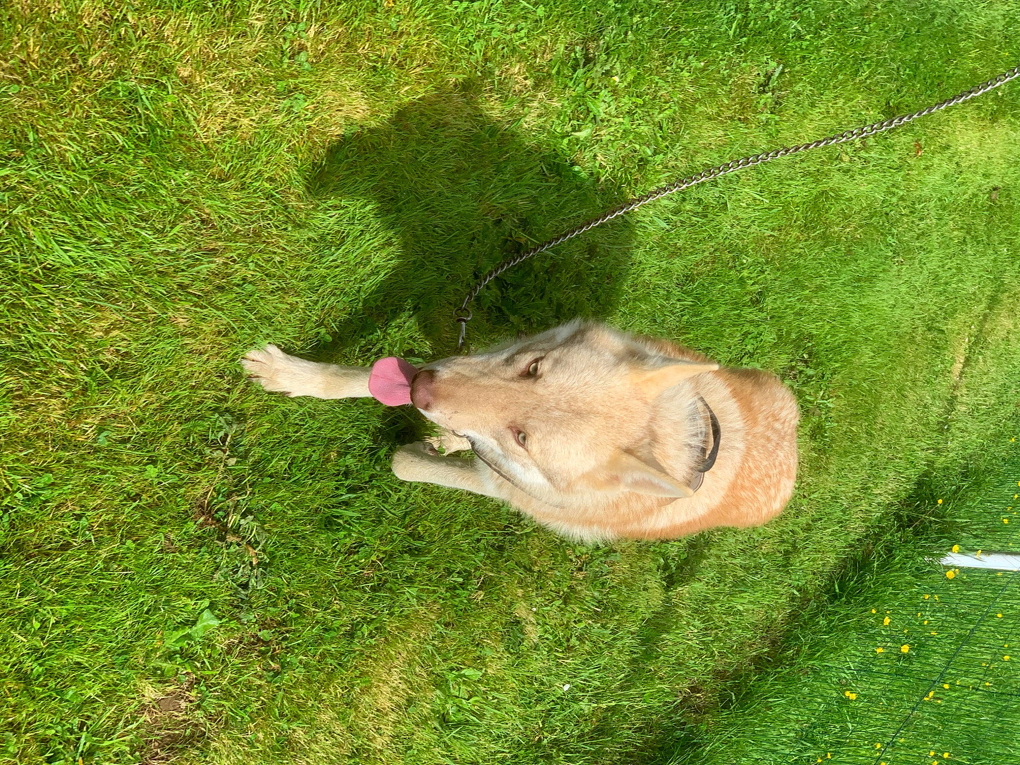 Lenno participe au concours pour gagner de l'argent avec cette photo : bovine, canidae, dog, dog_breed, fawn, grass, grass_family, grassland, groundcover, lawn, pasture, people_in_nature, plant, snout, soil, sporting_group, tail, terrestrial_animal, wildlife, working_animal