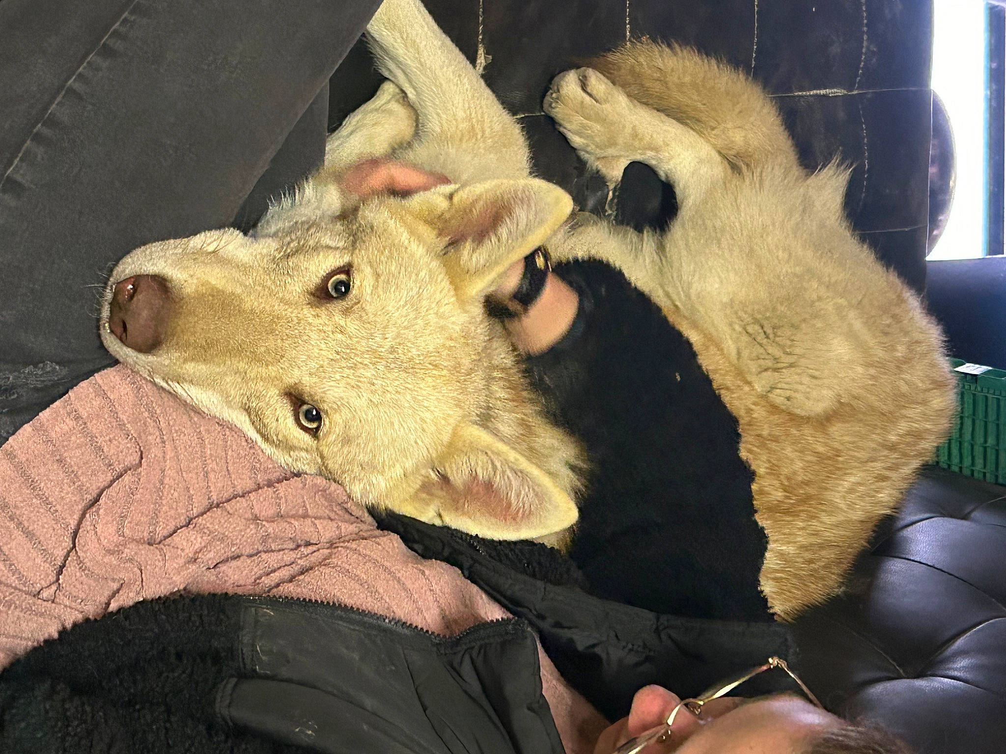 Lenno a rejoint le concours — aidez-le/la à gagner de superbes lots ! bear, canidae, carnivore, dog, dog_breed, fawn, fur, jaw, livestock, possum, sculpture, snout, sporting_group, stuffed_toy, suidae, terrestrial_animal, toy, whiskers, wildlife, working_animal