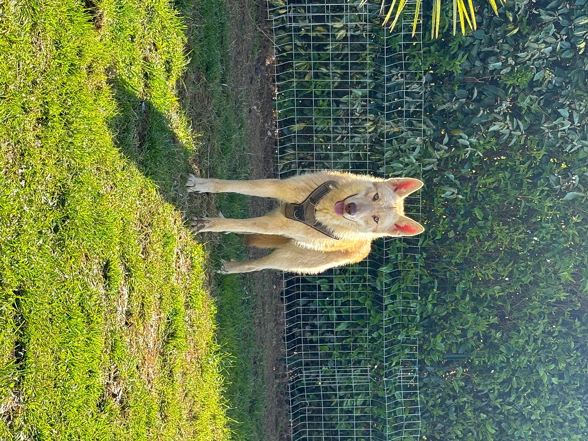 Lenno participe au concours pour gagner de l'argent avec cette photo : art, carnivore, cat, fawn, felidae, grass, grass_family, groundcover, lawn, painting, people_in_nature, plant, shrub, small_to_medium_sized_cats, tail, tree, trunk, water, whiskers, wood