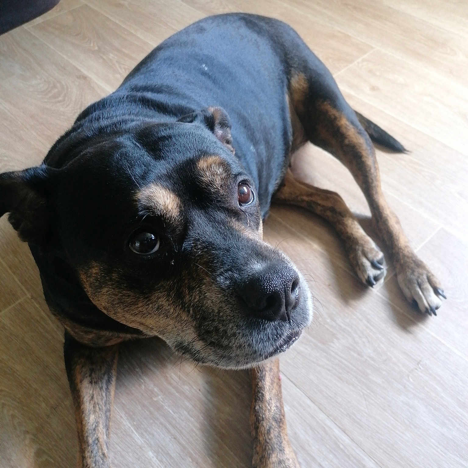 Maya