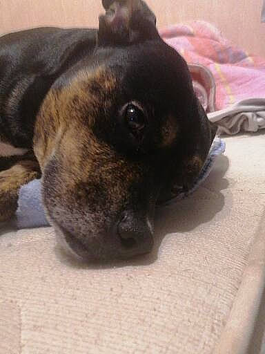 Maya a rejoint le concours — aidez-le/la à gagner de superbes lots ! canidae, carnivore, collar, companion_dog, dog, dog_breed, fawn, fur, guard_dog, nap, non_sporting_group, paw, pet_supply, puppy, sporting_group, terrestrial_animal, whiskers, working_animal, working_dog, wrinkle