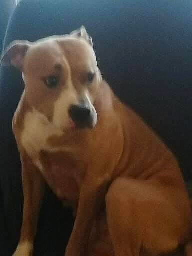 Maya participe au concours pour gagner de l'argent avec cette photo : ancient_dog_breeds, canidae, carnivore, cloud, companion_dog, dog, dog_breed, fawn, fur, happy, non_sporting_group, paw, sky, snout, sporting_group, terrestrial_animal, whiskers, wood, working_animal